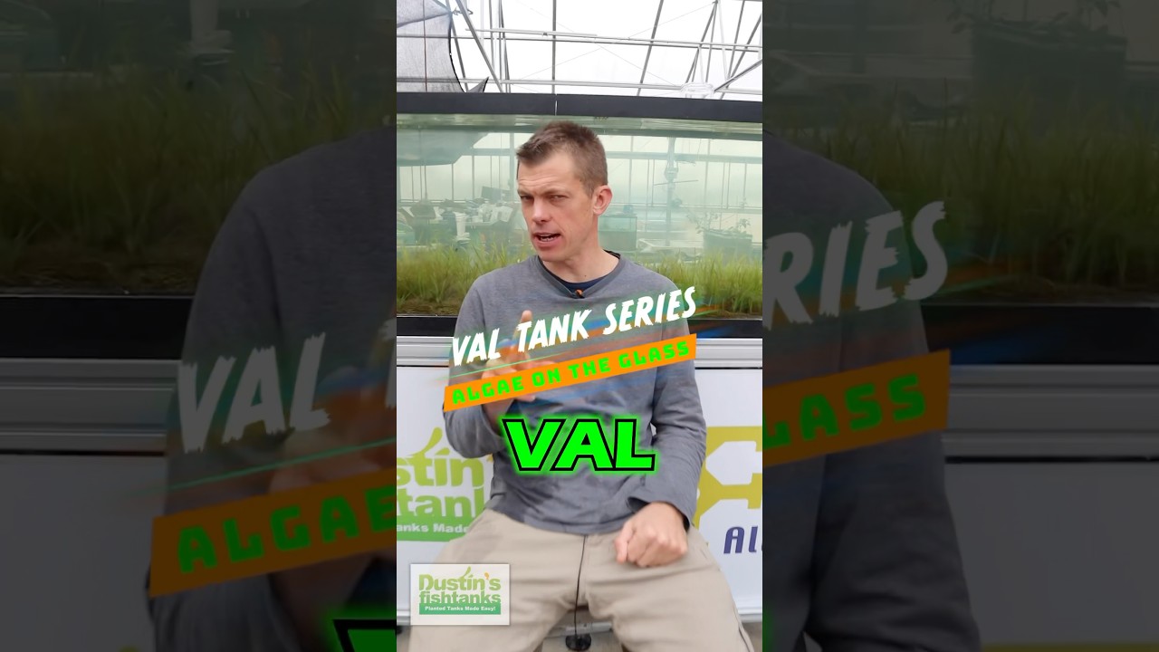 THE VAL TANK SERIES: Algae On The Glass!
