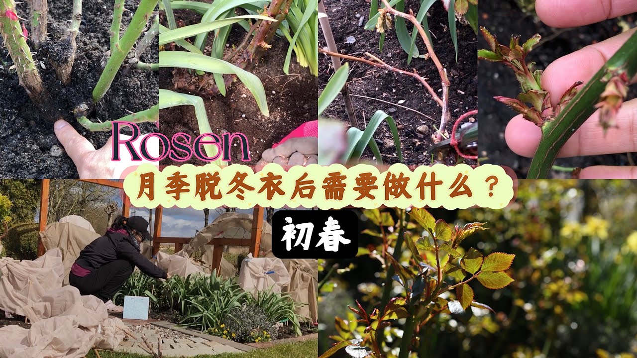 月季Rosen初春種植第一階段大合集/如何修剪/控芽/追肥/正確澆水等/注意事項和要點/17.04.2022