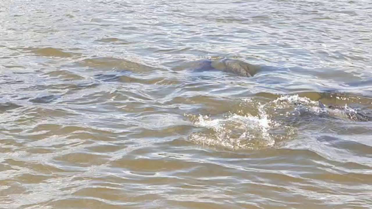 Feeding fish at shringeri