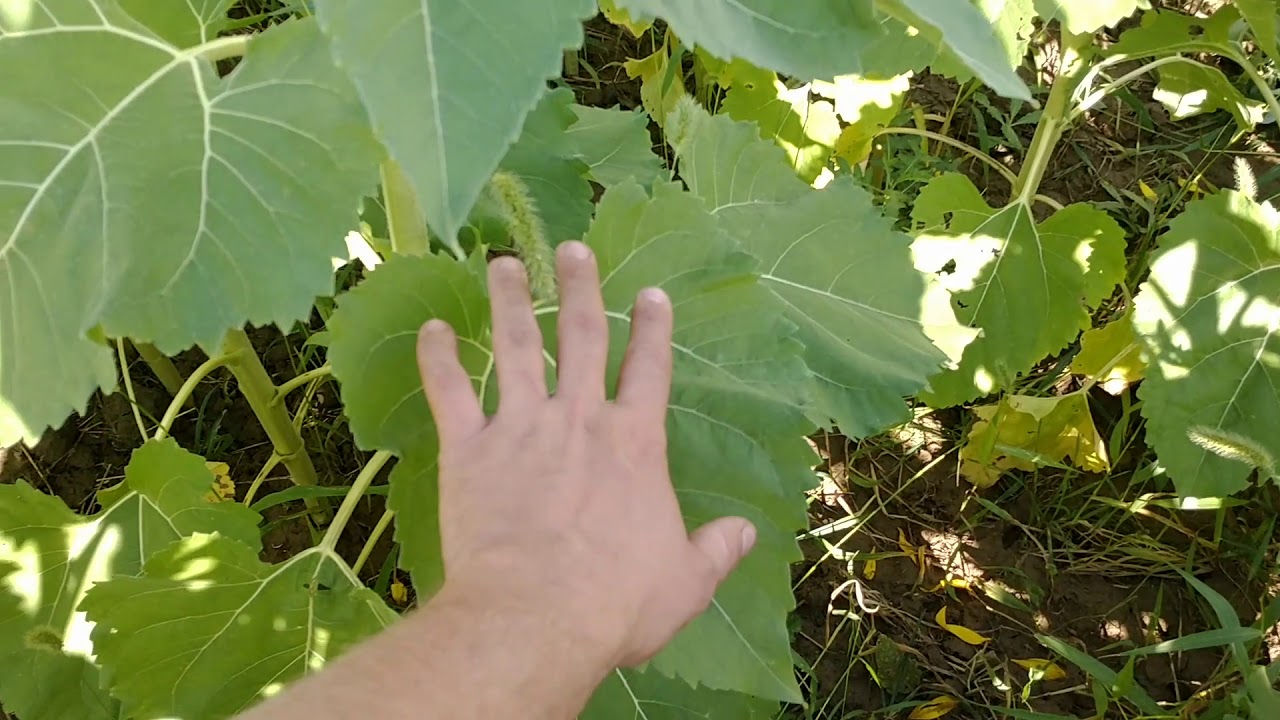 Ride Along with Jim Jacobs – Weed control and the perks of sunflowers