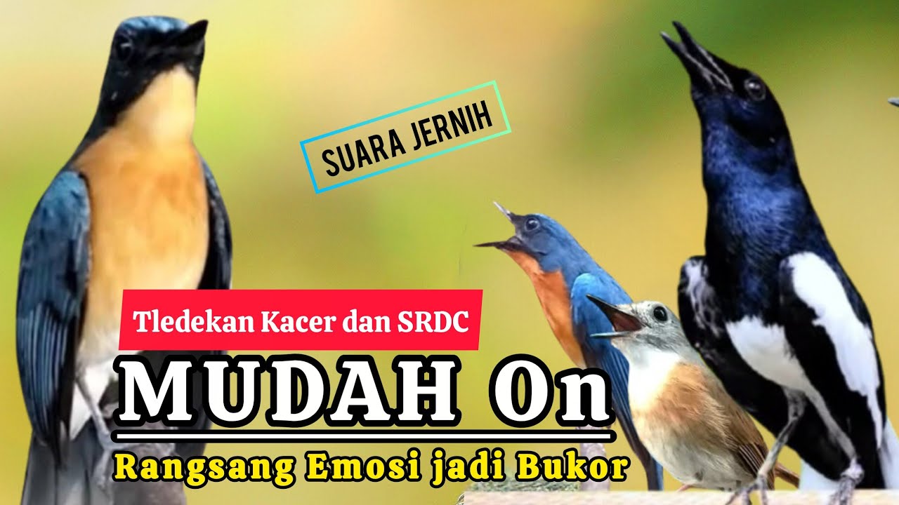 TERBUKTI AMPUH, MERANGSANG EMOSI TLEDEKAN GUNUNG, SRDC DAN KACER