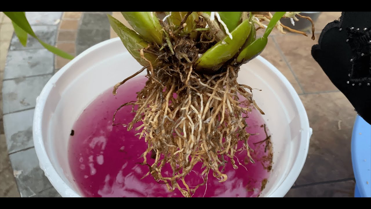 4 Main Reasons That Its Time To Replant Your Orchid!!! (Oncidium Orchid/Dancing Lady Orchid)