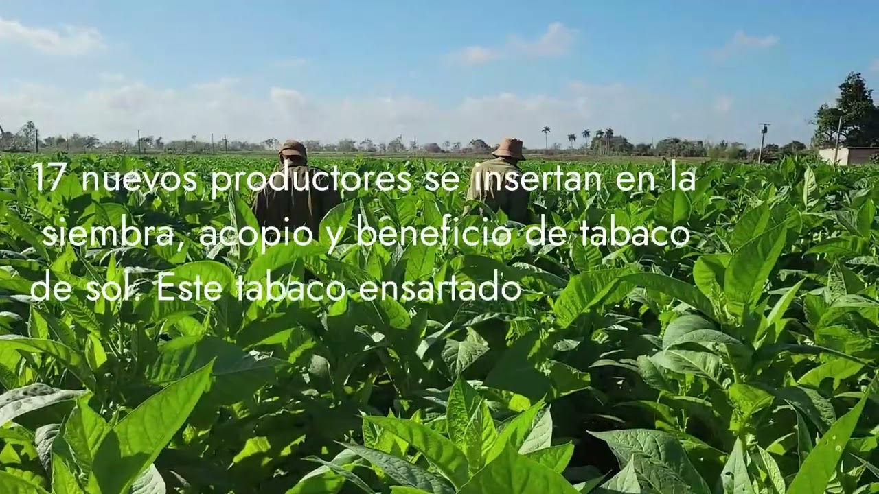 Cuba apuesta por el tabaco de sol