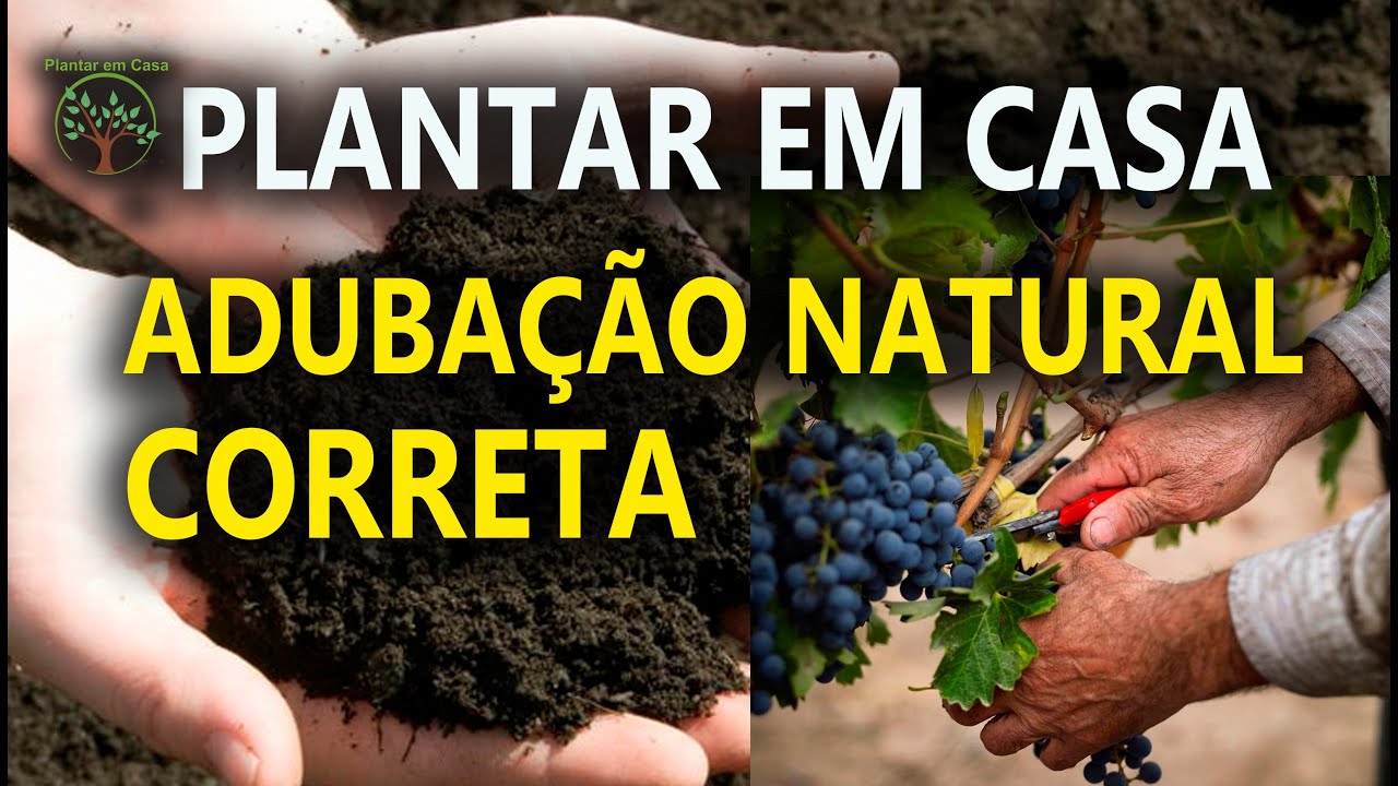 Como Adubar suas Plantas de forma Orgânica em Casa