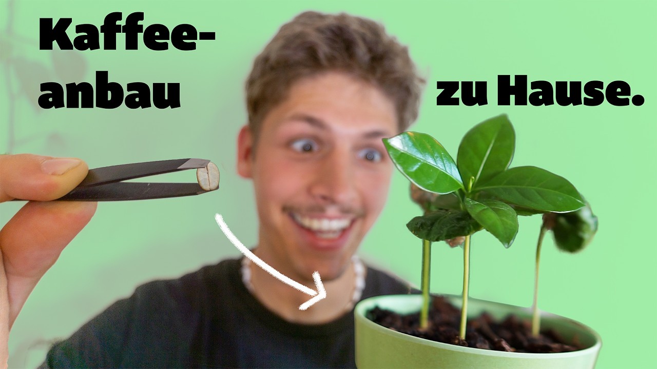 Kaffee aus Samen ziehen (coffea arabica) - Tipps zu Samen, Standort, Substrat und Gießen
