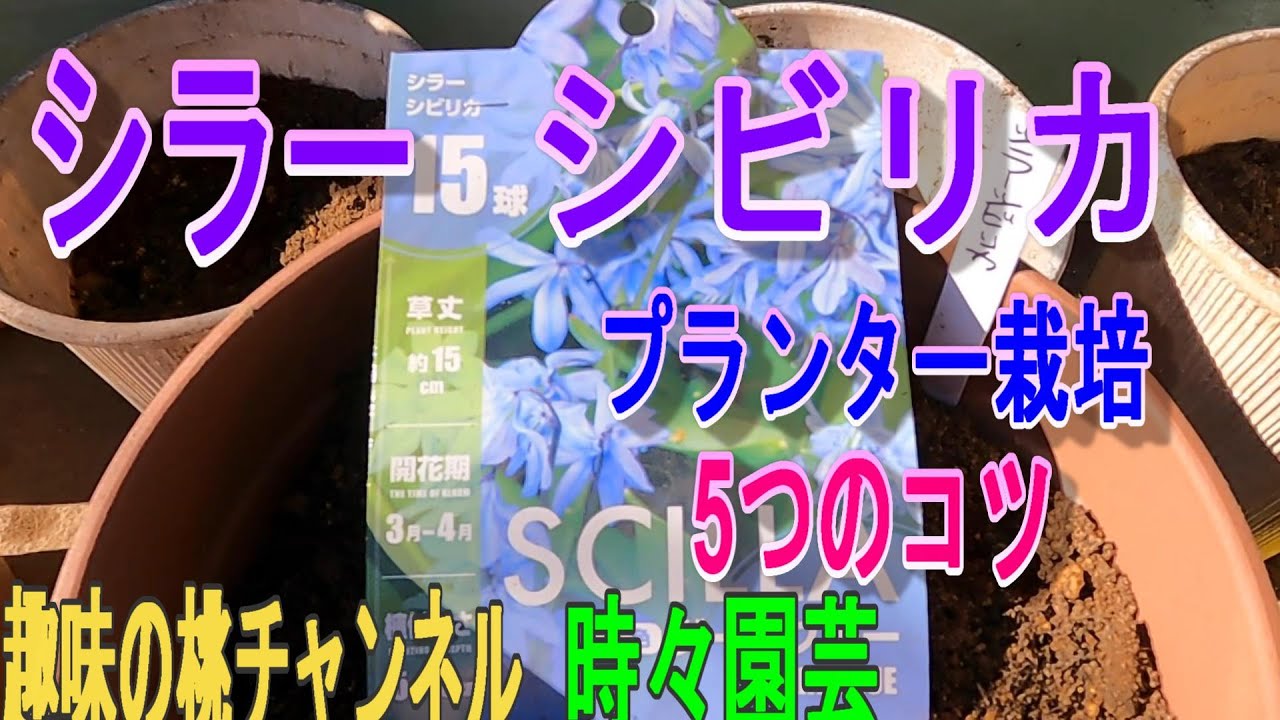 【シラー　シビリカ】　プランター栽培　5つのコツ　22/11/18