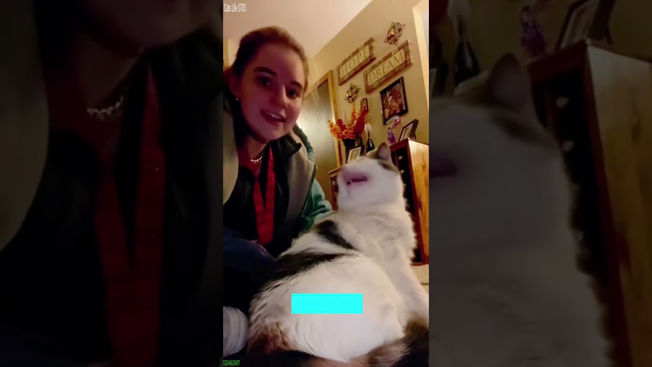 Cute Cats 🥰 Cats Being Cats 😅 # Part 4878