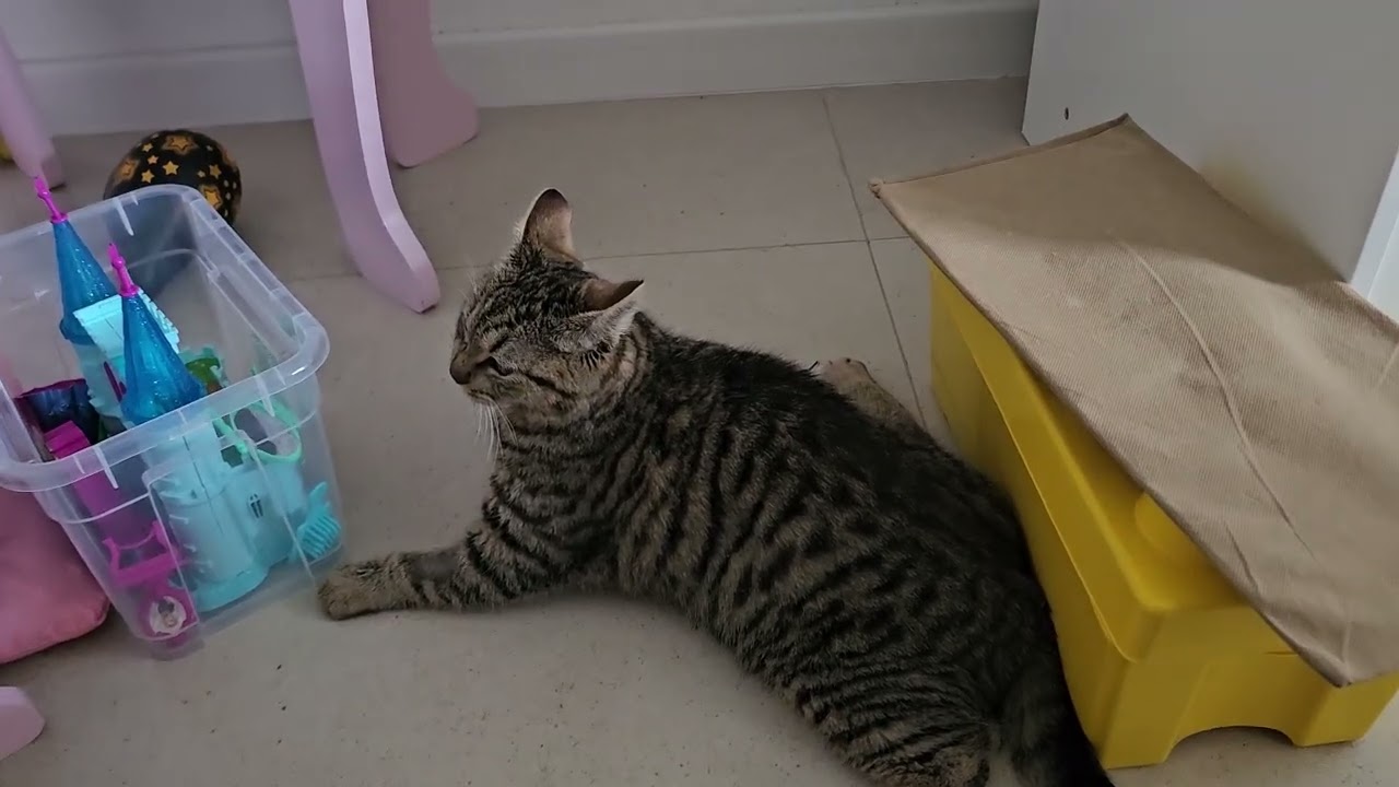 Cat seizures - help save my cat please!!