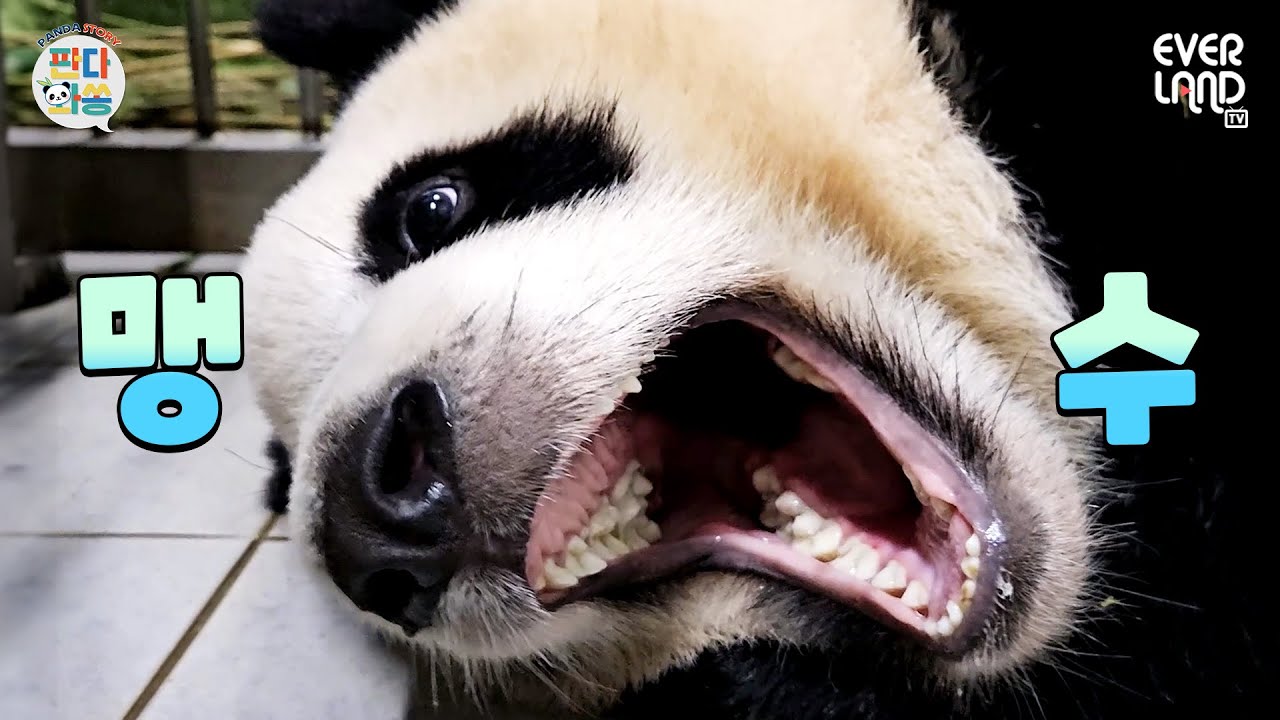 [ENG]세상에서 심장에 가장 위협적인 판다🐼🐼｜#판다와쏭 #175