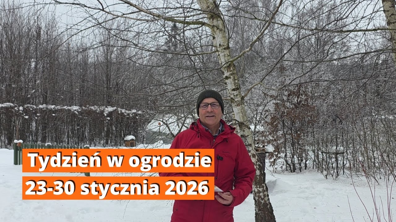 Co robię w ogrodzie pod koniec stycznia. Tydzień w ogrodzie 23-30 stycznia 2026 - planuję pracę.