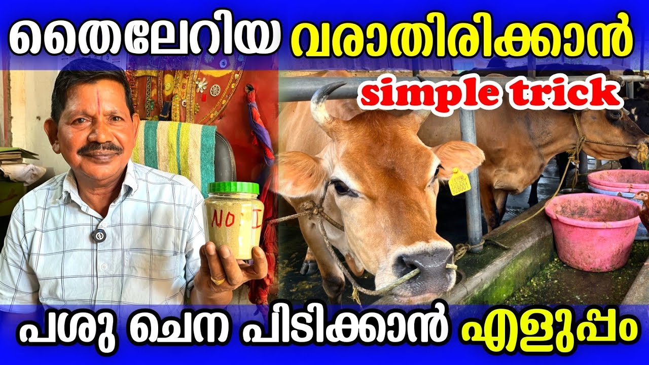 പശുവിന് തൈലേറിയ വരാതിരിക്കാൻ simple ട്രിക്ക്. പതിനായിരക്കണക്കിന് രൂപയുടെ ലാഭം ഉണ്ടാക്കുന്ന മരുന്ന്..