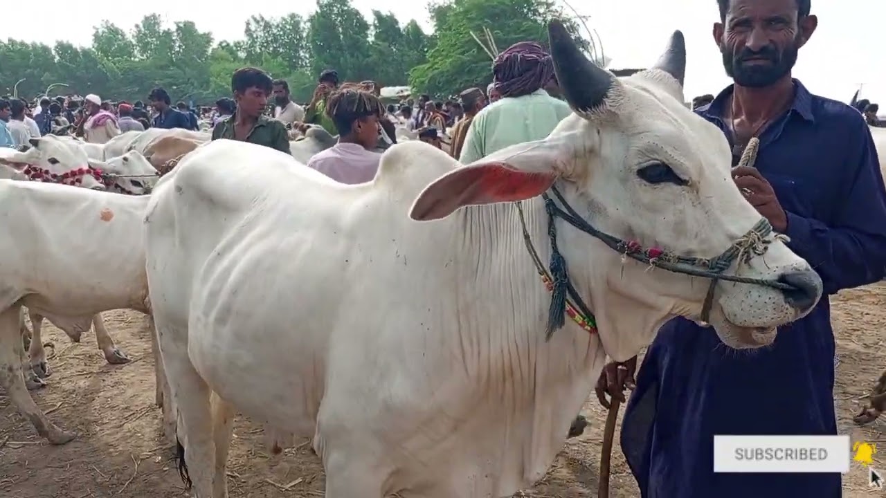 Talhar Bachra Mandi 26 July 2025 | Bachray farming ki Pakistan| Bachra Price in Pakistan