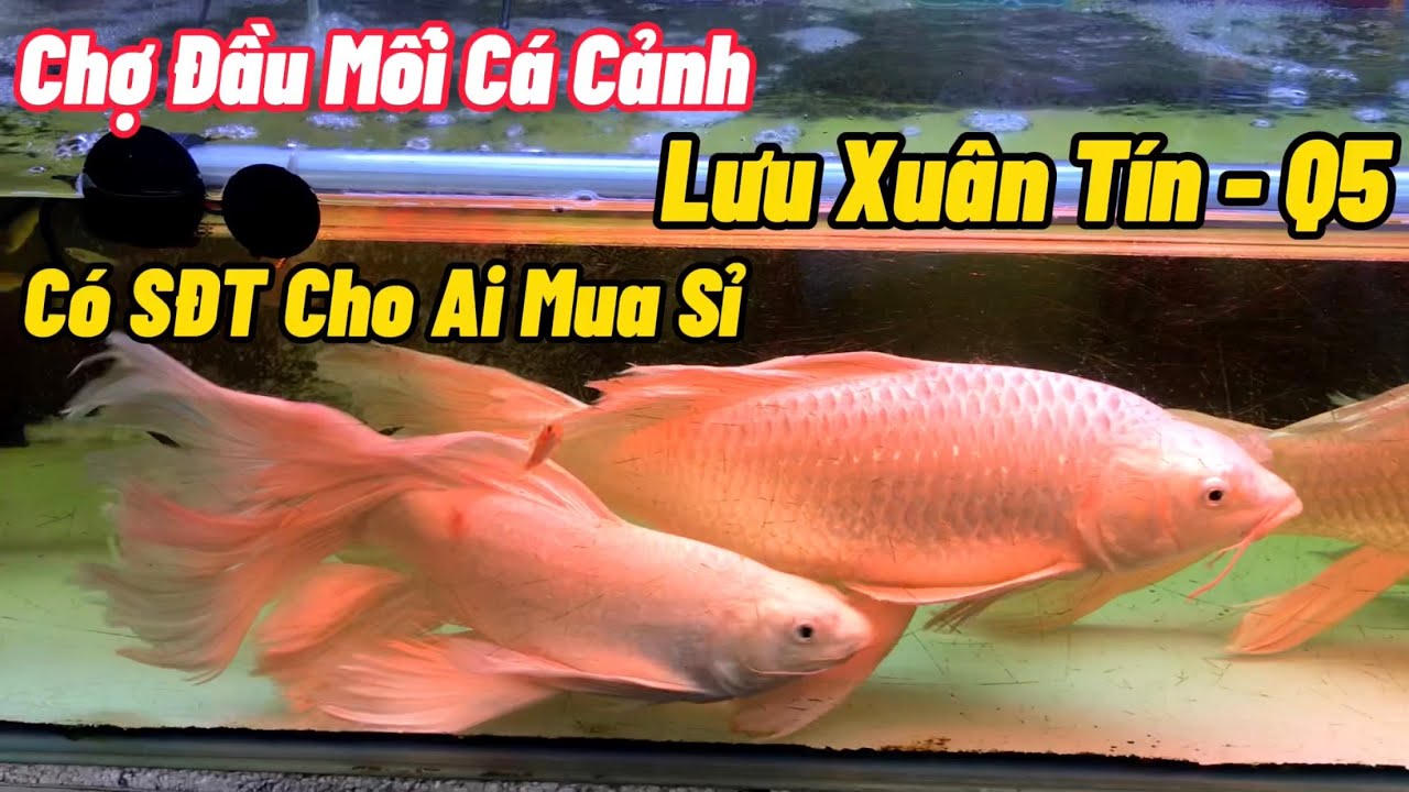 Chợ Đầu Mối Cá Cảnh Lưu Xuân Tín Q5.Độc Lạ Ngôi Chợ Hơn 70 Năm Tồn Tại Ở Sài Gòn #ChợViệtTV