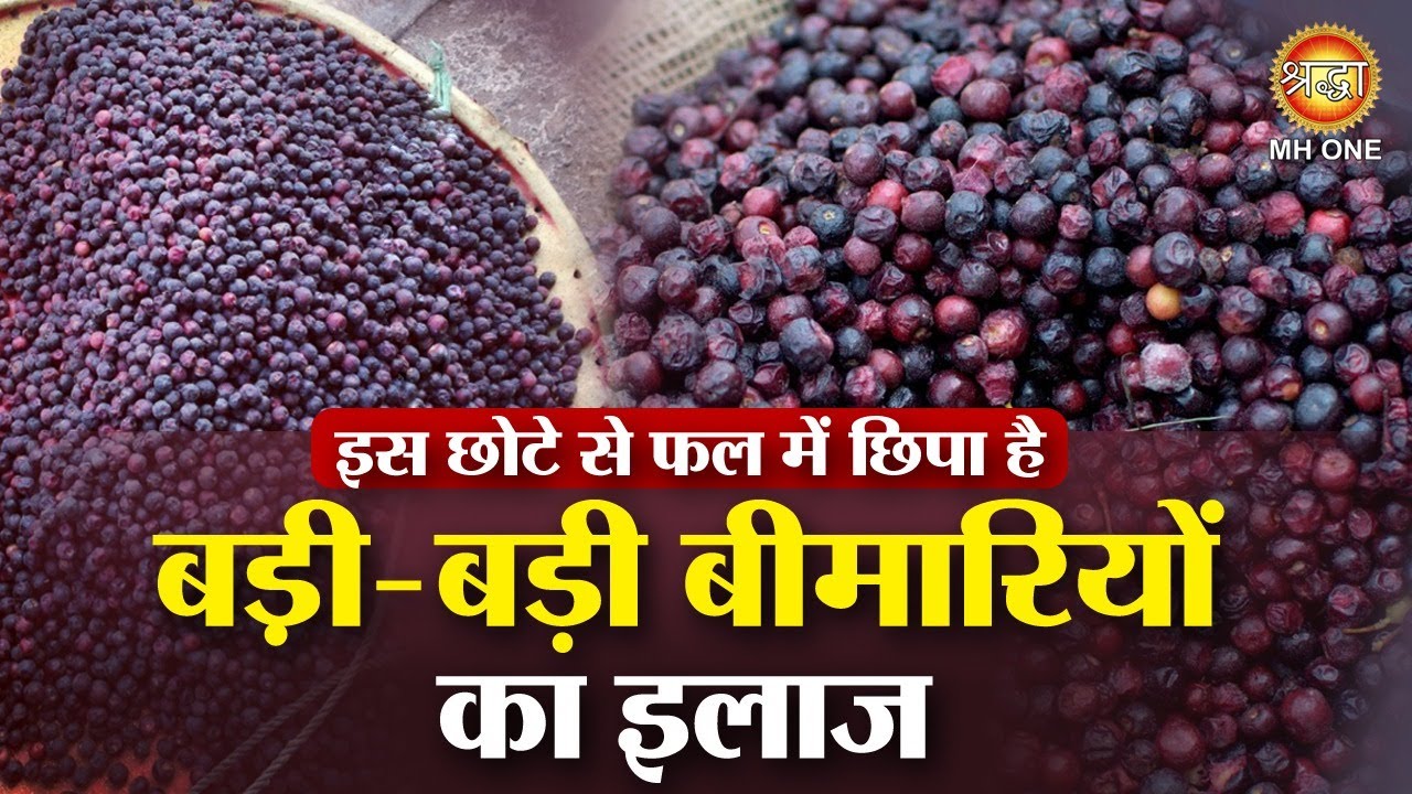 इस छोटे से फल में छिपा है बड़ी-बड़ी बीमारियों का इलाज | Falsa Ke Fayde | Sherbet Berry Benefits
