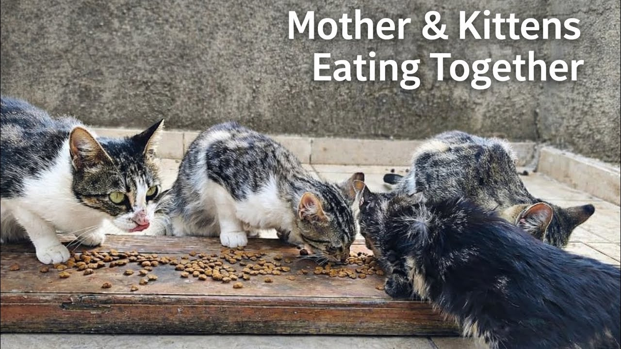 A Mother Cat and Her Kittens Trust Me