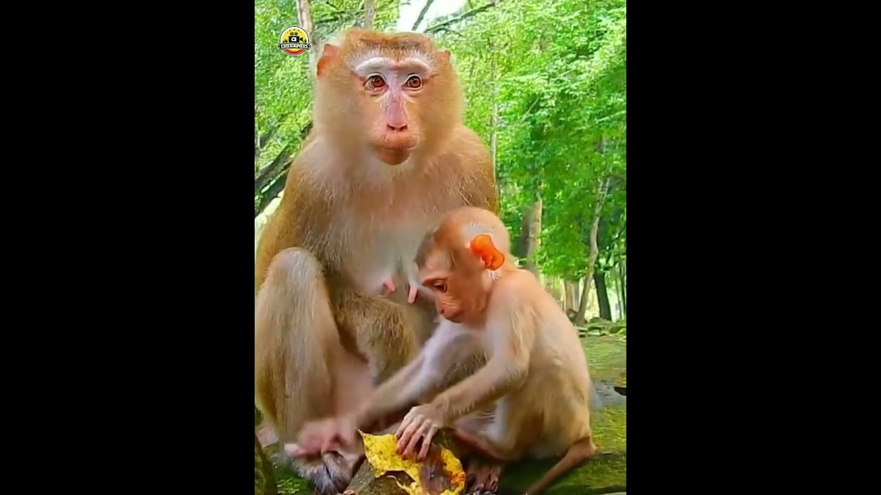 poor baby monkey screaming sleepy #poormonkey #funnyvideo #fuunymonke