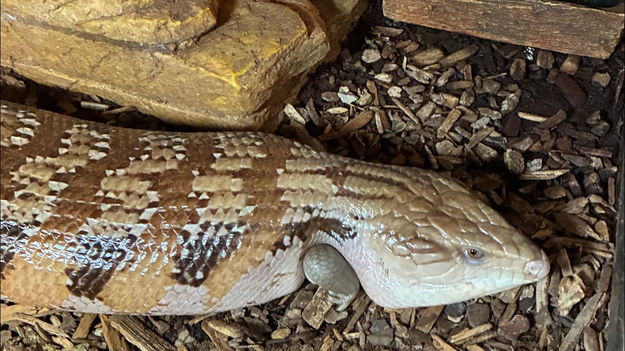 “Daily Vlog 25”!#love #reptiles #pets #cute #cuteanimal #rat #2026#lizard #nature 