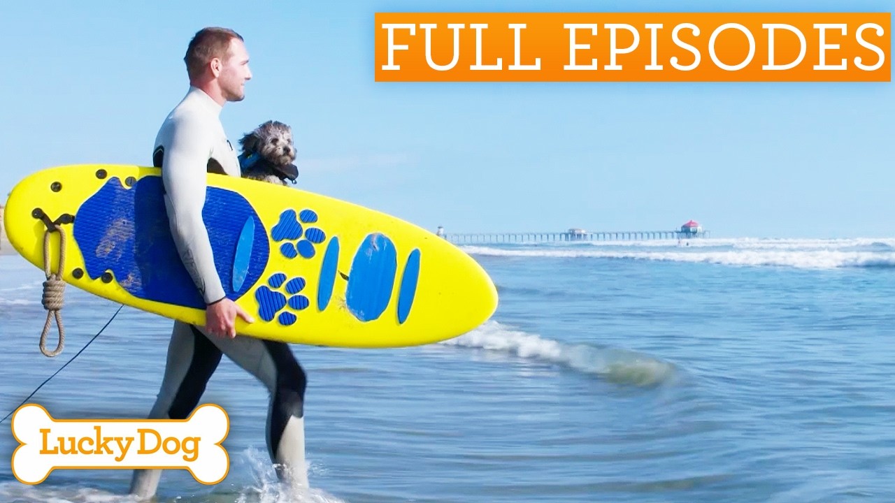 Stray Dog Learns To Surf Like A Pro | Lucky Dog Double Episode