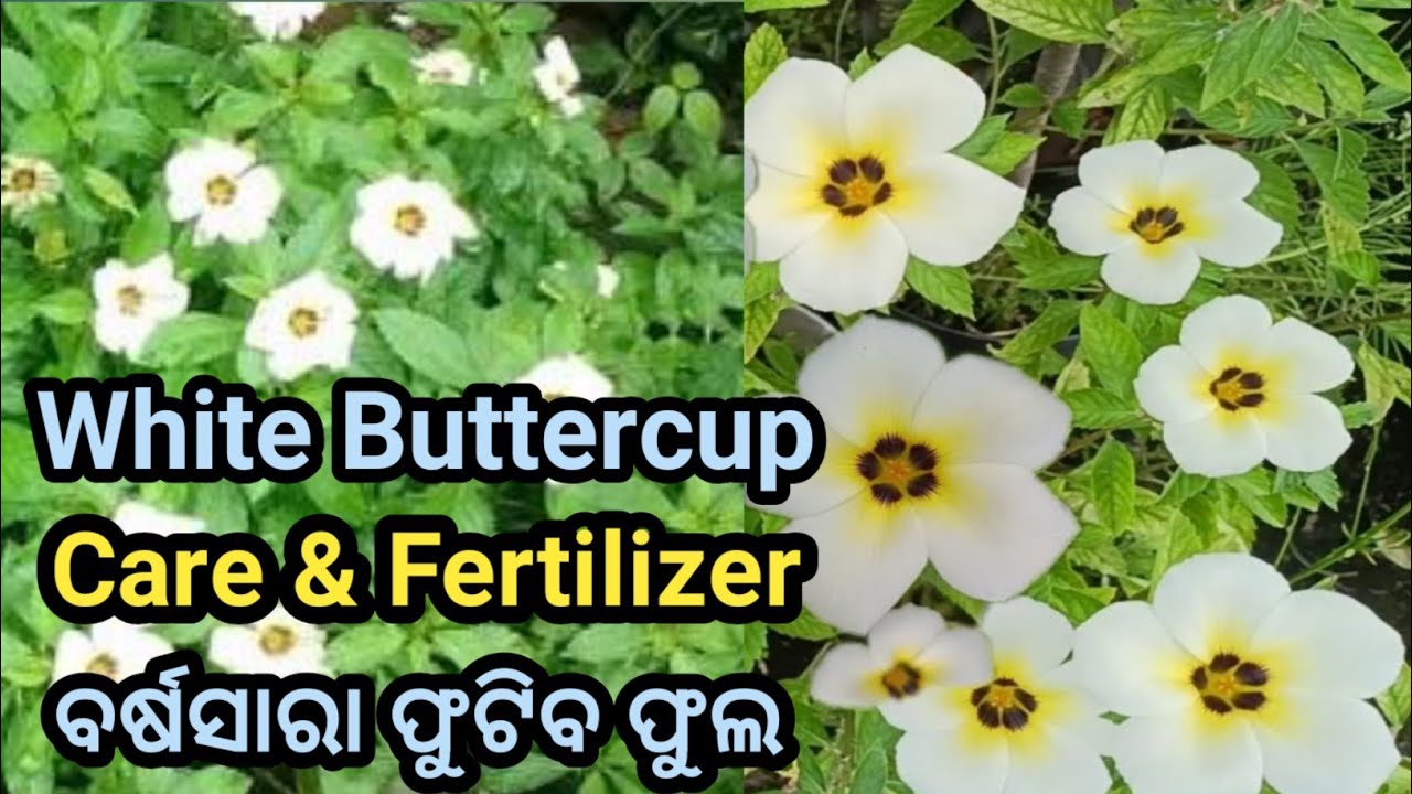All Season Flower White Buttercup Care & Fertilizer #floweringplants  #flowergarden #gardenplants