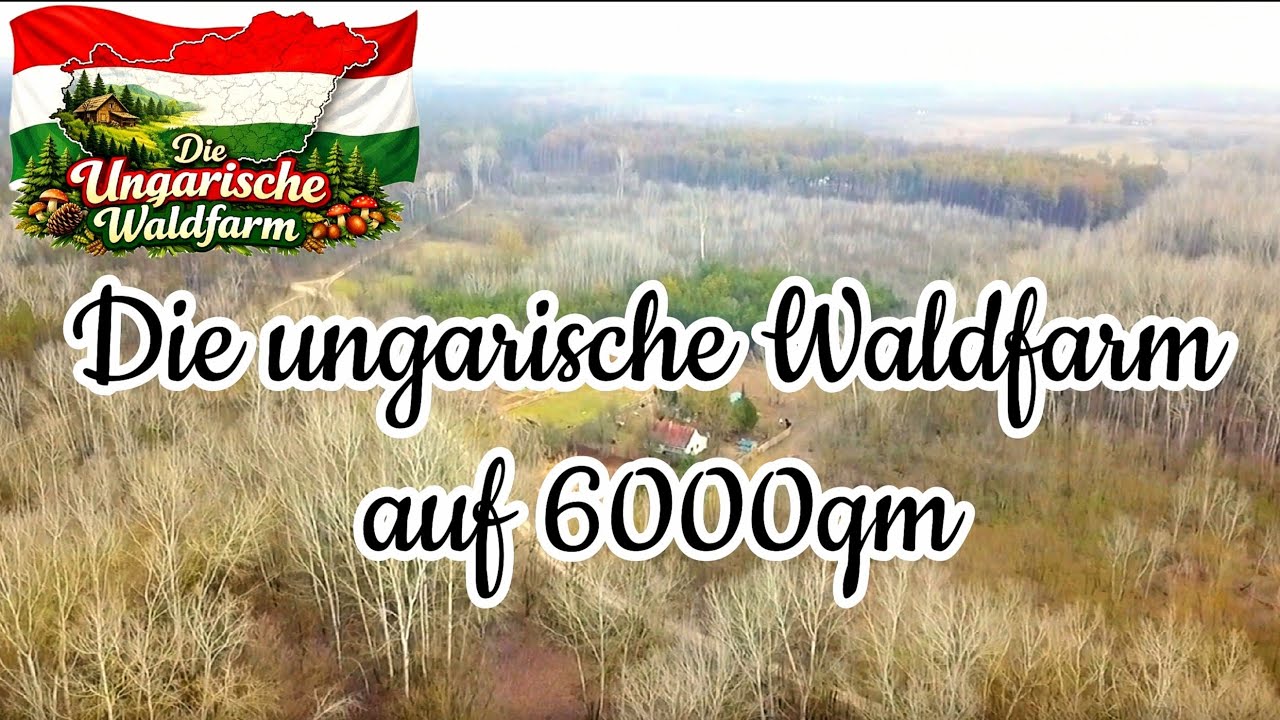 SO ist das #UNGARISCHE #WALDLEBEN!🏚️#Ausgewandert für ein #selbstbestimmtes #Leben!!🙏#ungarn🇭🇺#wald🌳