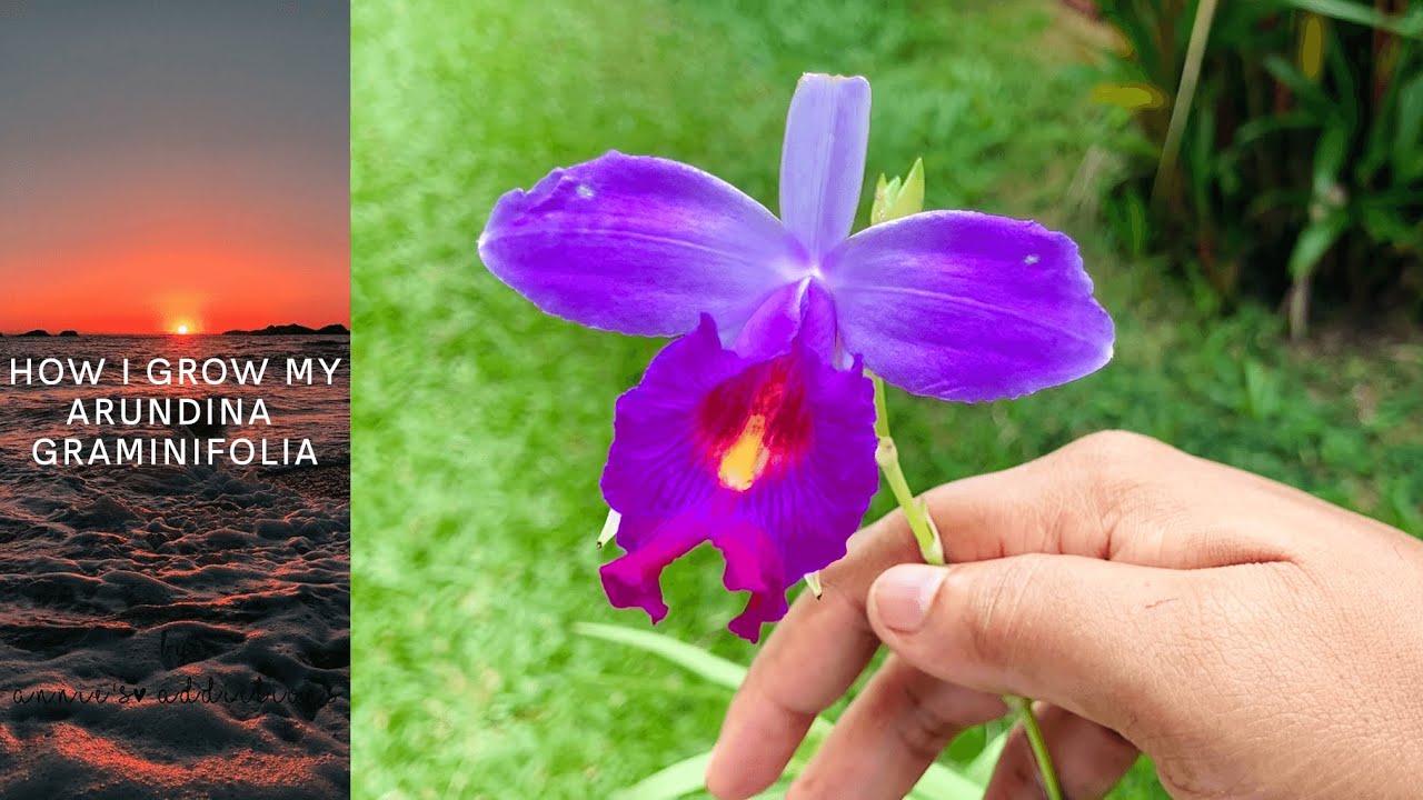 How I Grow My Arundina Graminifolia