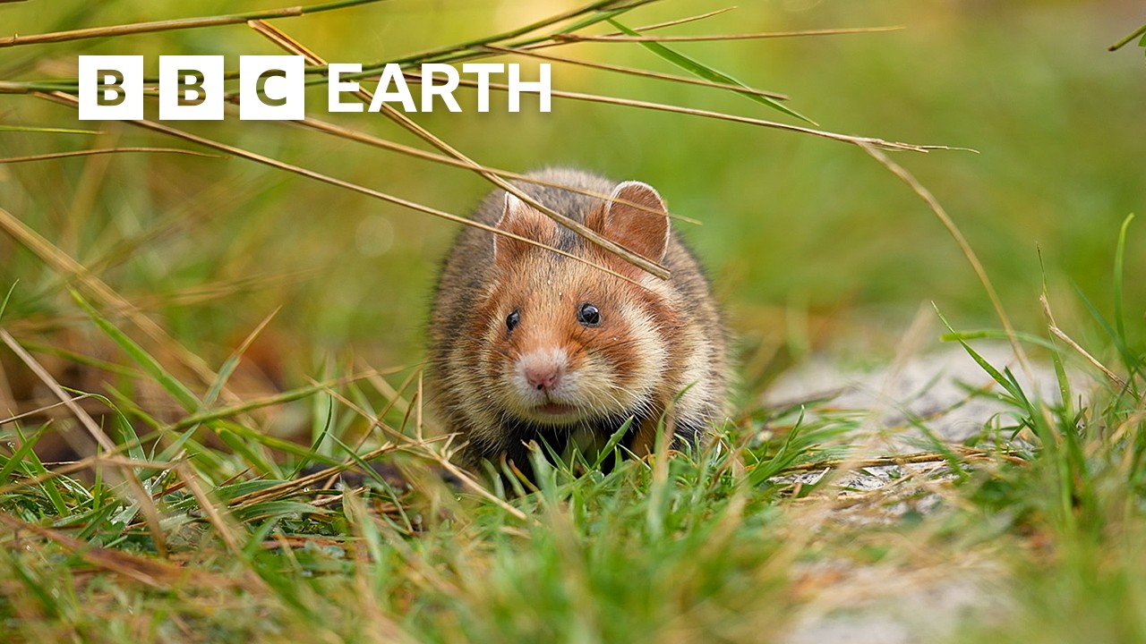 Meet the Amazing Animals Coexisting With Humans | Full Series | BBC Earth