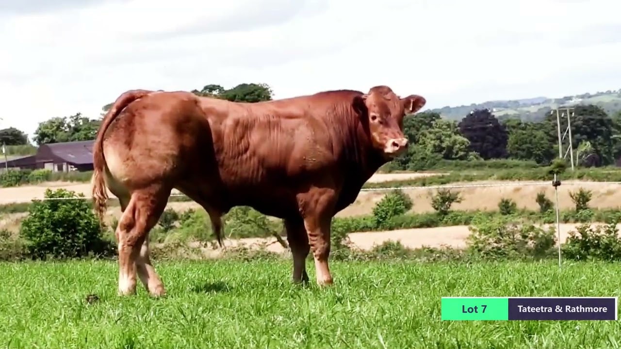 Tateetra & Rathmore Bull Sale 2023