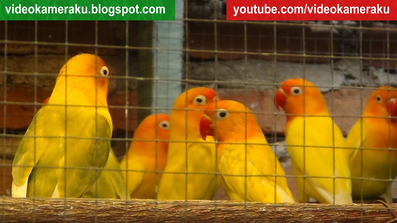 1 Hour Lovebird Sounds Aviary Series V1 - High Quality Audio Live Recording