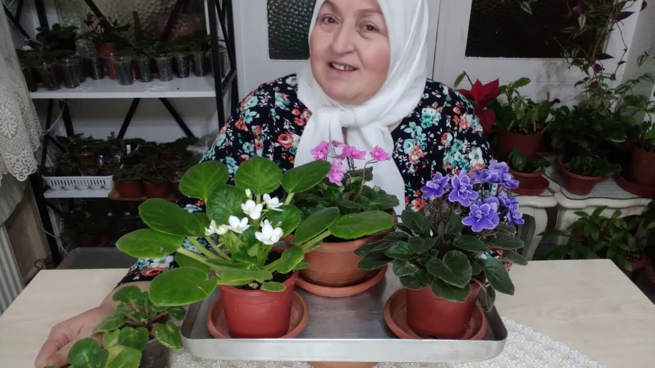 MENEKŞELER HAKKINDA BİLGİLER | MENEKŞE TOPRAĞI NASIL OLMALI | PERLİT NEDEN KULLANILMALI