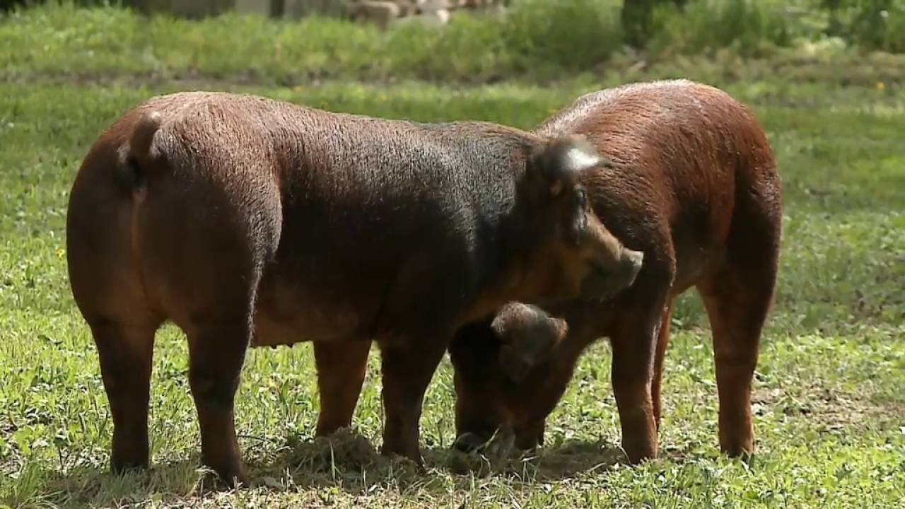 Borota - Duroc (2016.04.17.)
