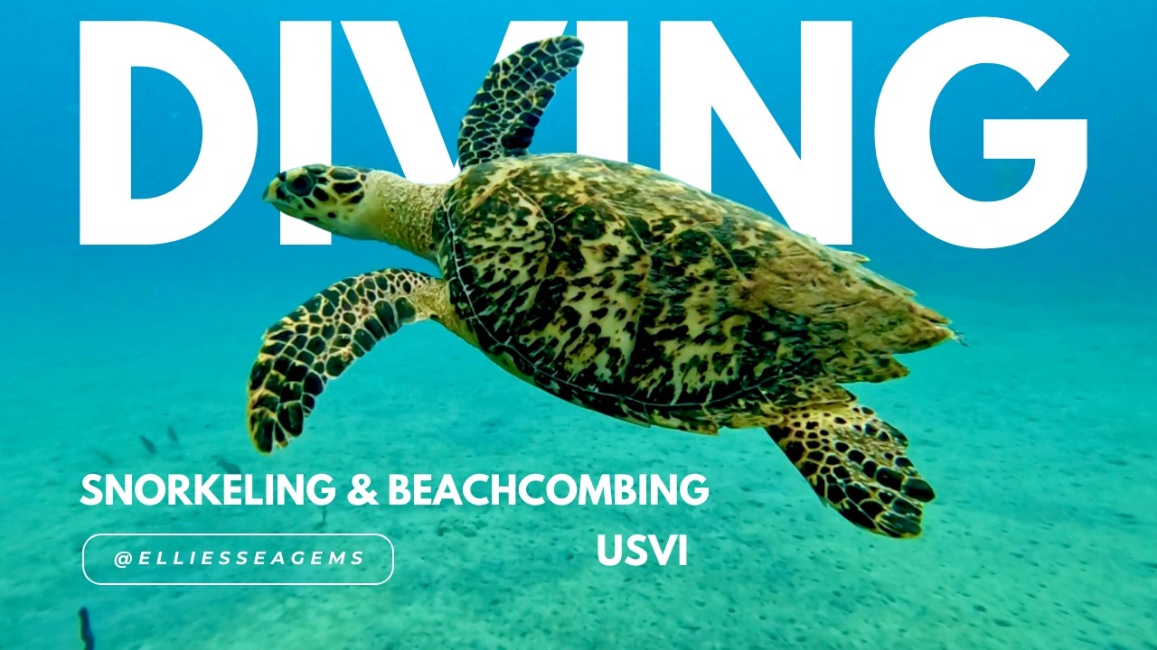 Beachcombing & Diving in St. Croix, USVI | Sea Glass, Seashells, & Hidden Treasures