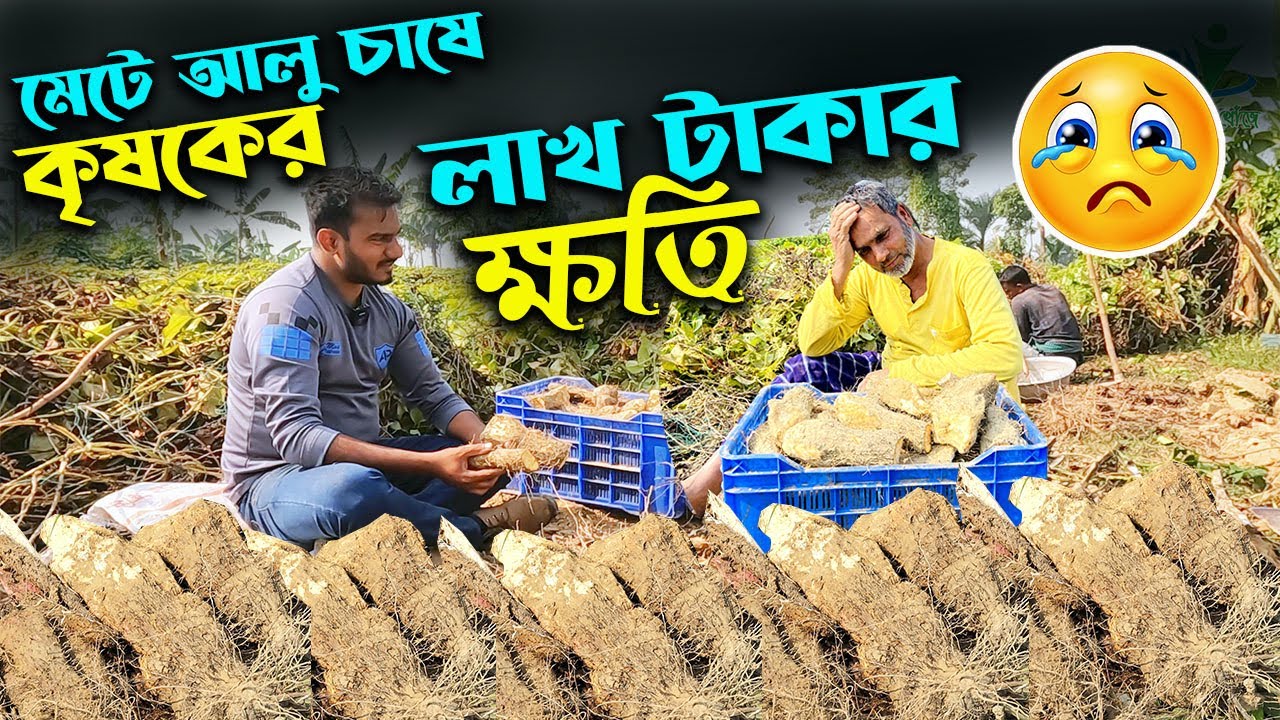 মেটে আলু চাষে লাখ টাকার ক্ষতি হল কৃষকের | উদ্যোক্তার খোঁজে