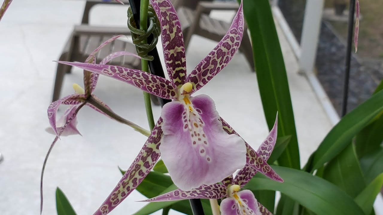 Orquídea Brassia ( Orquídea Araña)