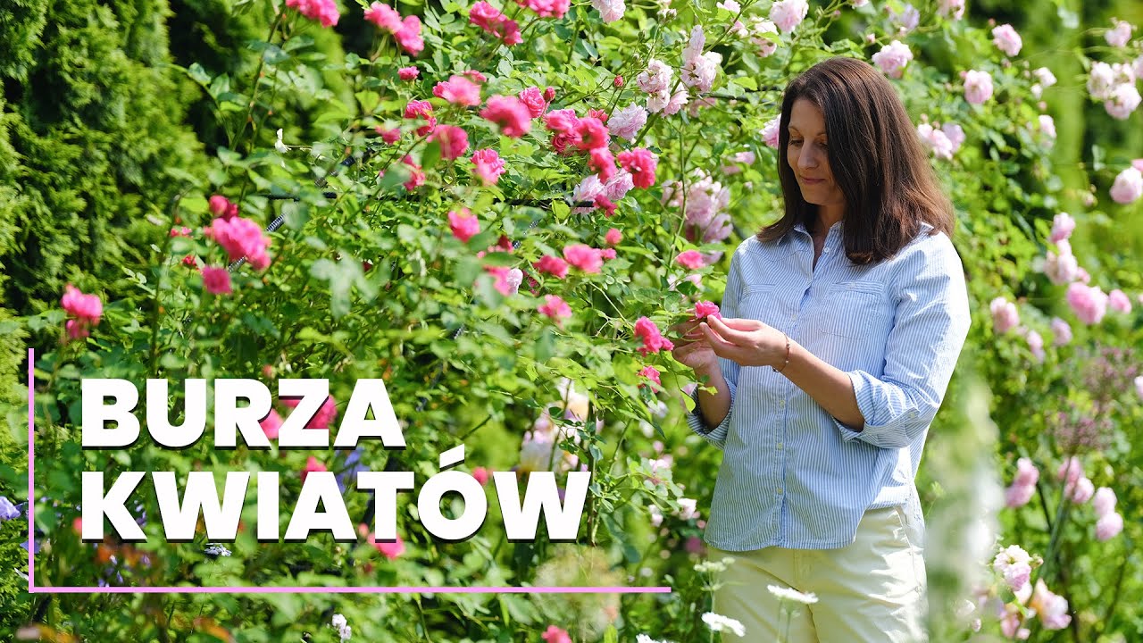 Piękne i niezawodne róże parkowe 🌹. Burza kwiatów i nieziemski zapach 🥀