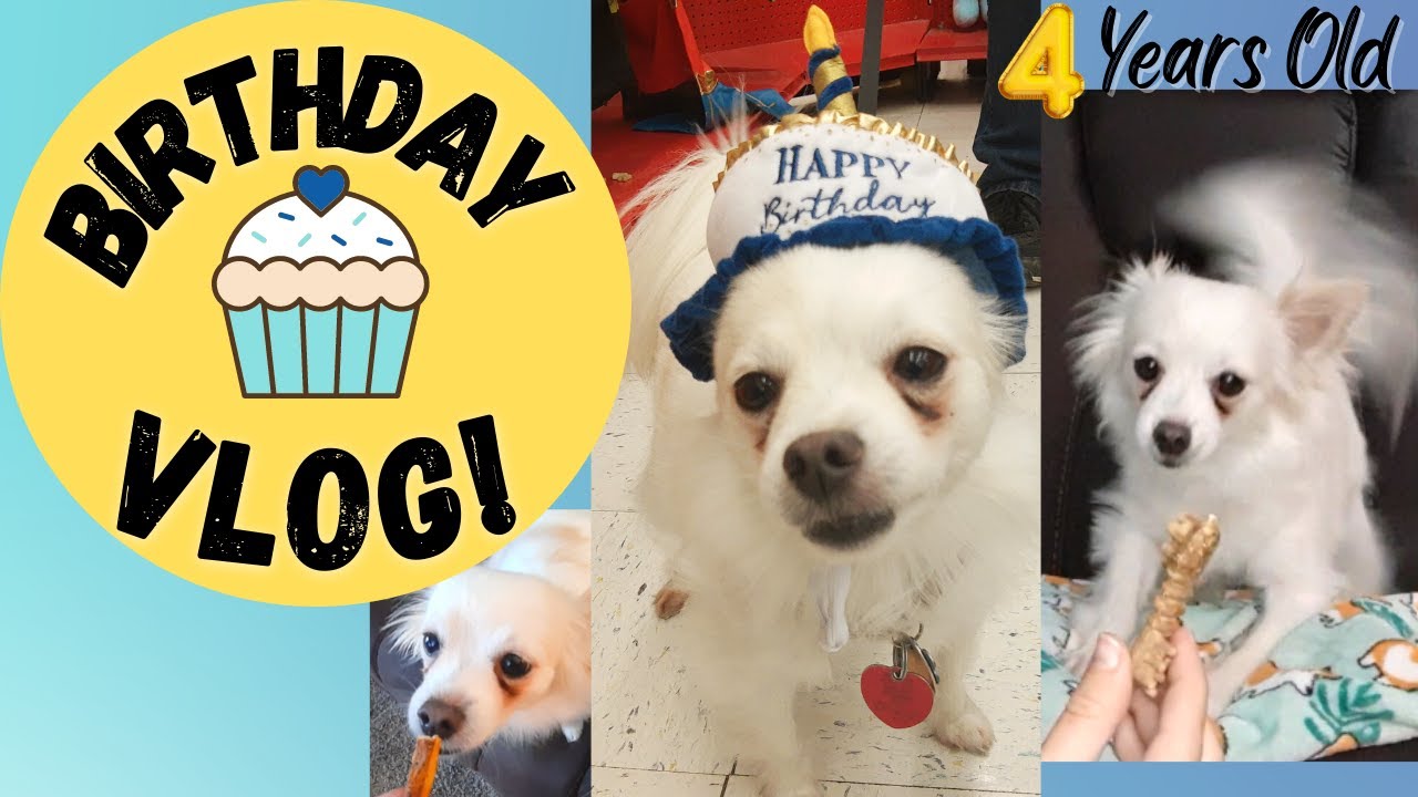 Dog Birthday Vlog~Ozzy's 4th Birthday~ DOG MONTH 2021~ Pomchi Productions