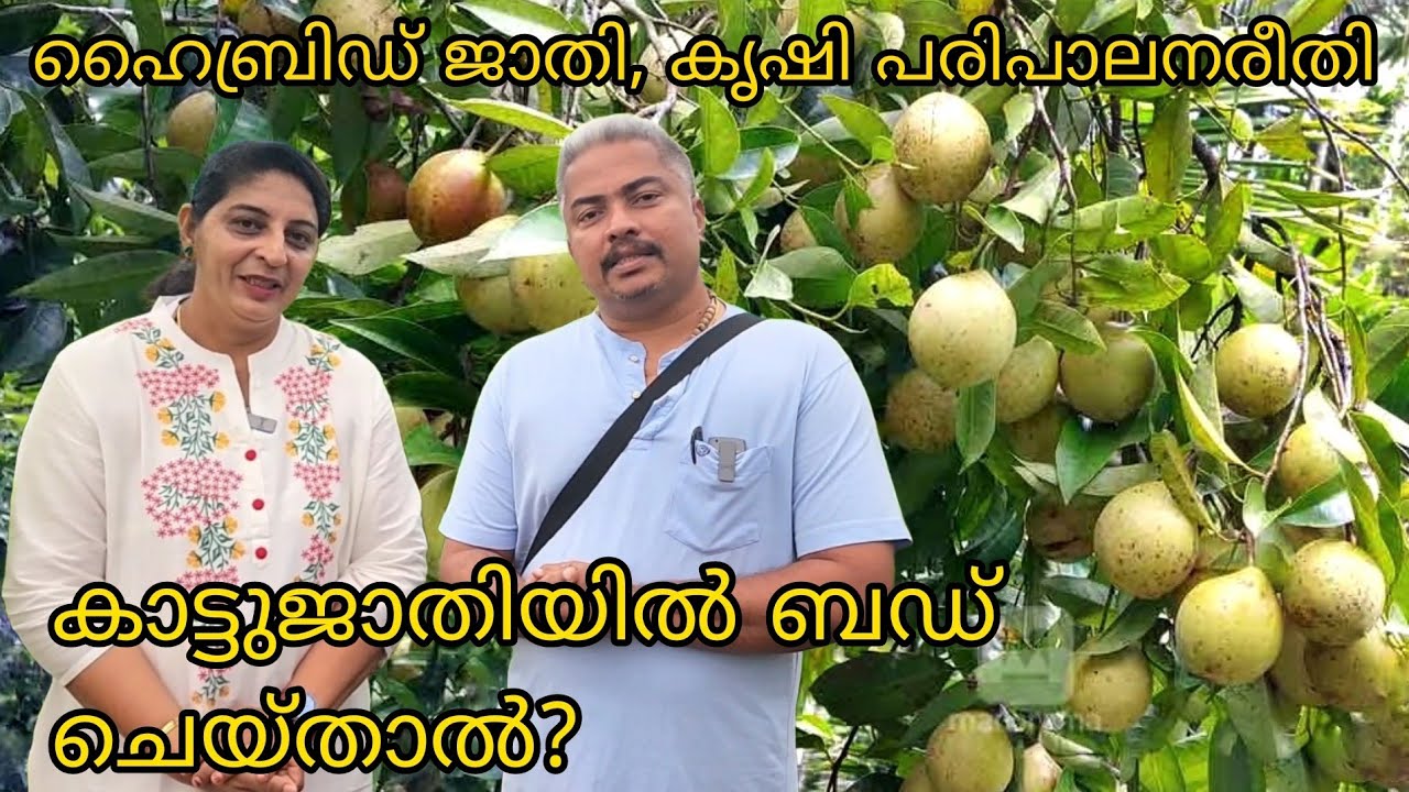 ഹൈബ്രിഡ് ജാതി, കൃഷി പരിപാലനരീതി || കാട്ടുജാതിയിൽ ബഡ് ചെയ്താൽ?