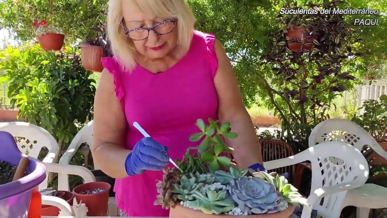 FRUTA DE MONSTERA + ARREGLO SUCULENTAS