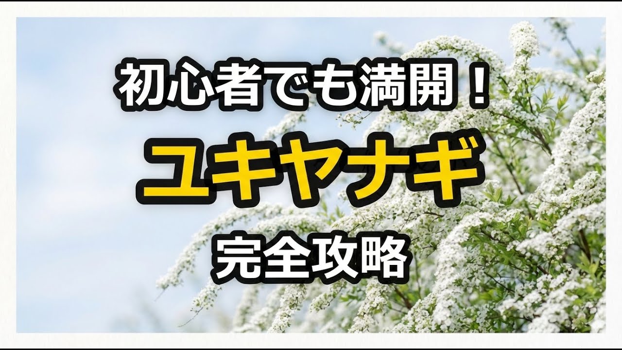 ユキヤナギの育て方完全ガイド！初心者でも満開に咲かせるコツと手入れ方法