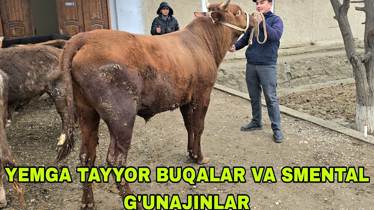 Bo'ronboy ukamizdan yangi partiya yemga tayyor buqalar va smental g'unojinlar 10 марта 2026 г.