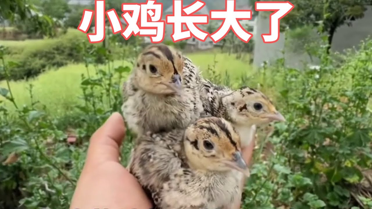 救助的小鸡长大了？终于可以出去玩了，记得回家吃饭啊！【蒙面鸟哥】