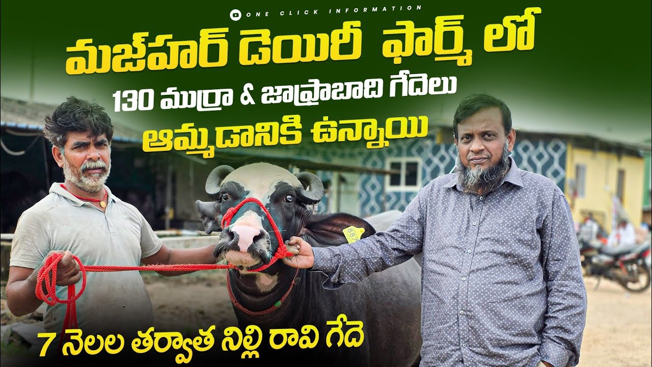 Big Sale at Mazhar Dairy Farm – 130 Buffaloes Available // ముర్రా , జాఫ్రాబాది, బన్ని గేదెలు 