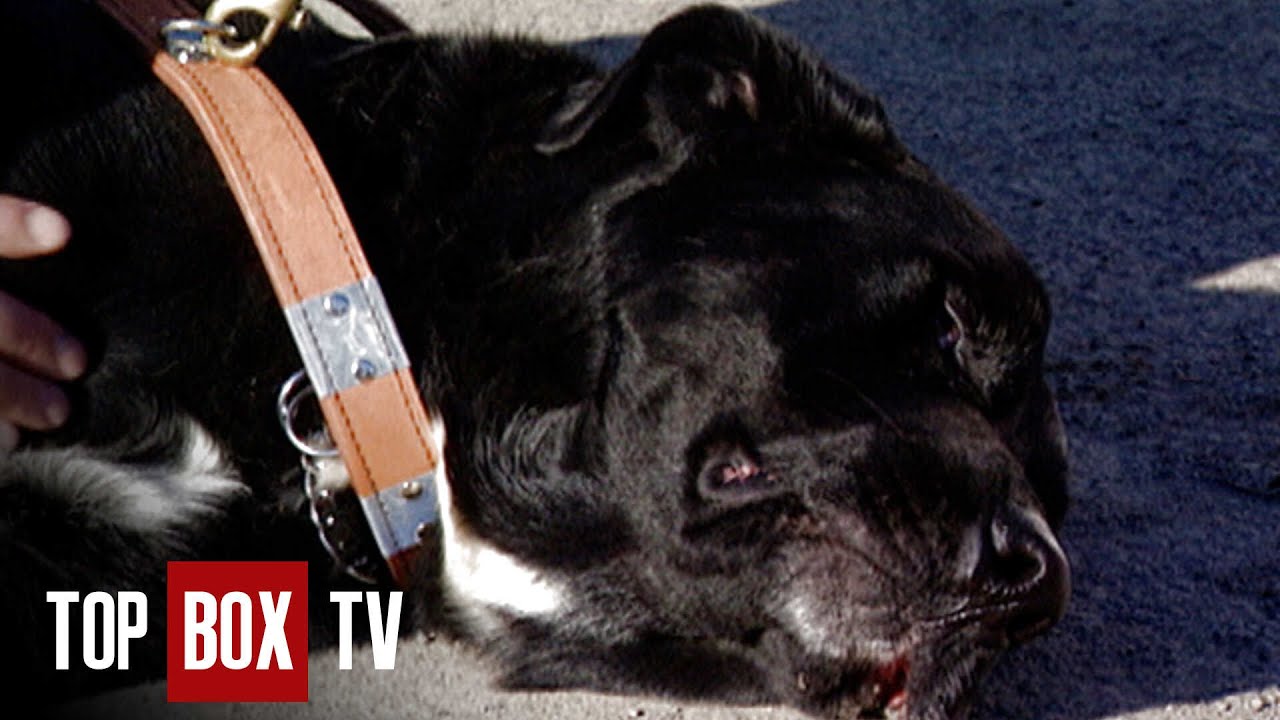 Dog Risks Life For His Owner - Animal Miracles 108 - Dakota Angel