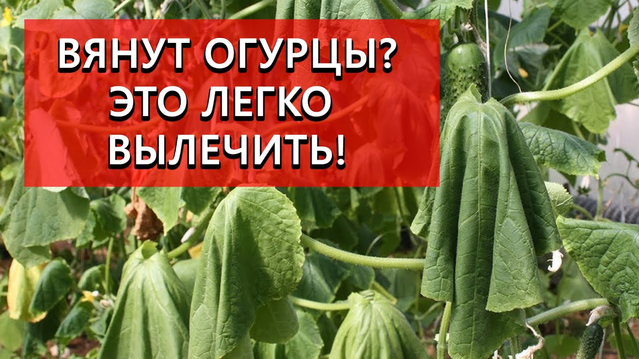 Почему вянут огурцы? Что делать? Как лечить фузариоз?