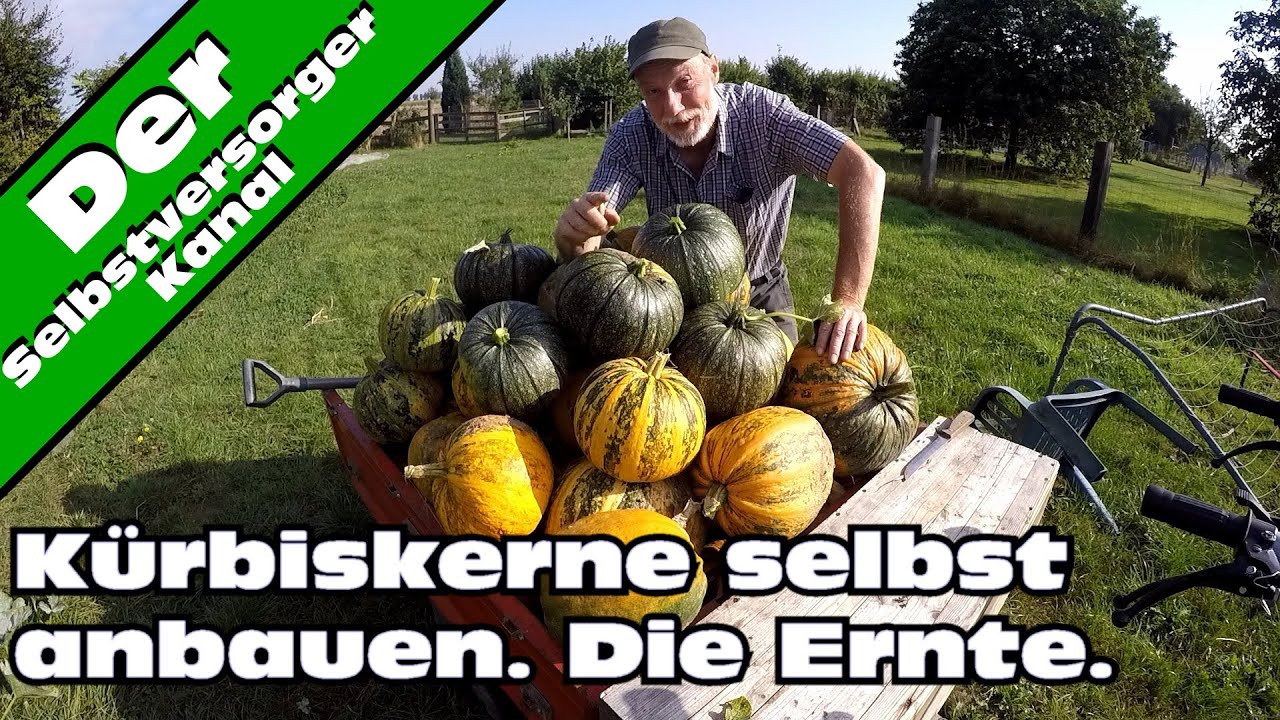Kürbiskerne selbst anbauen  Die Ernte