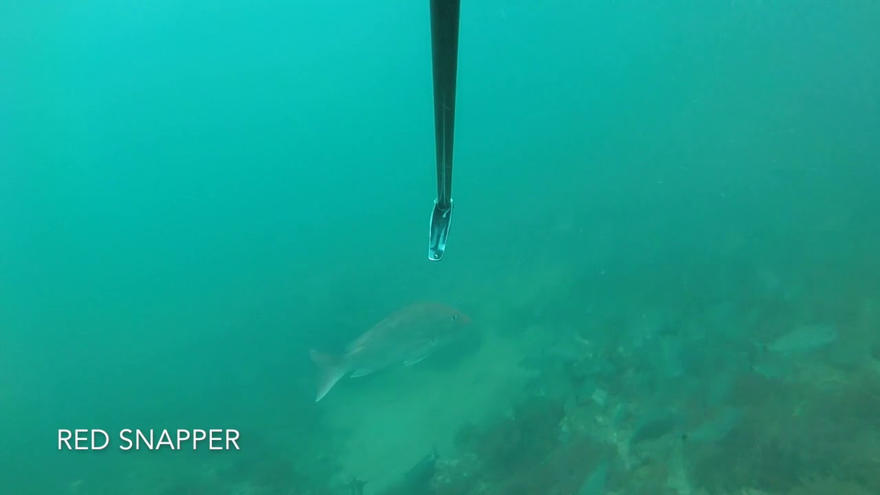 Spearfishing Alligator Point