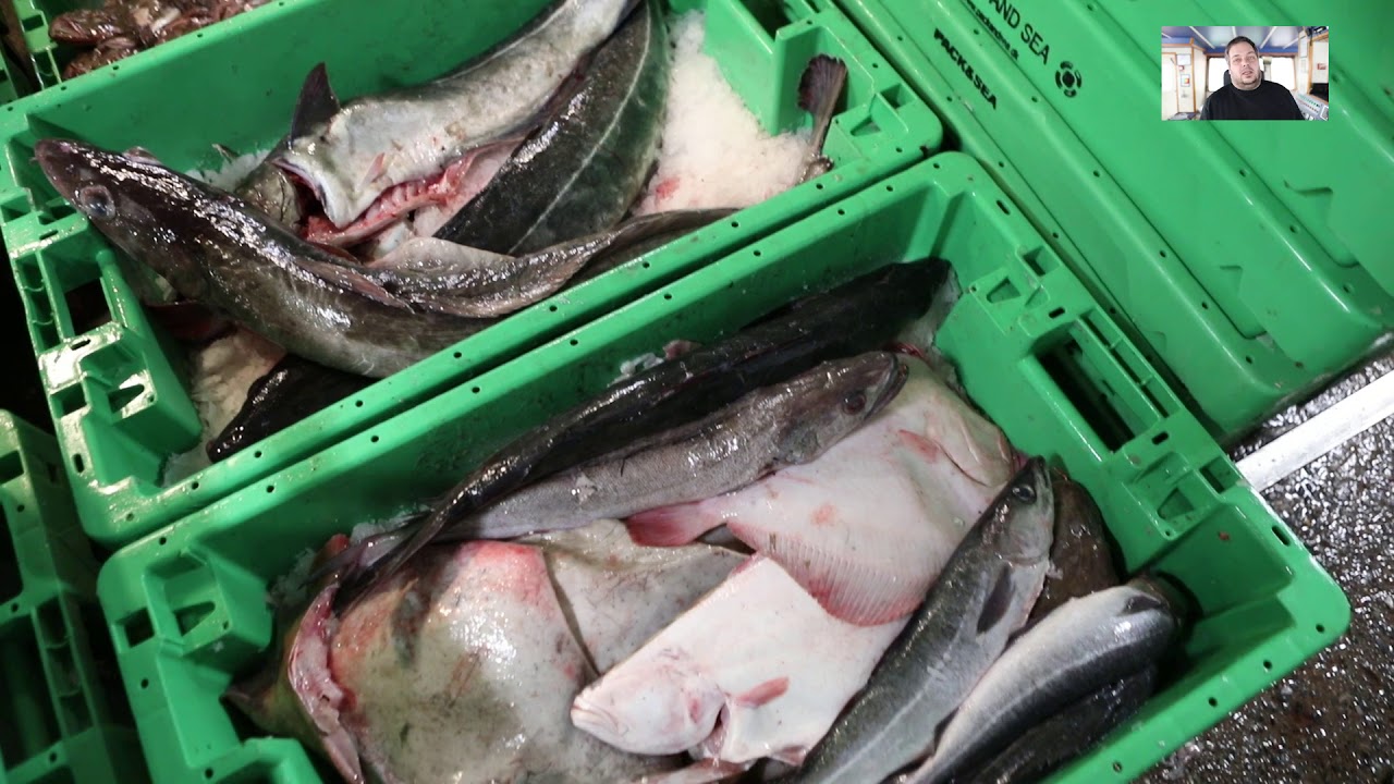 Treatment of the fish on a modern danish freshfish trawler
