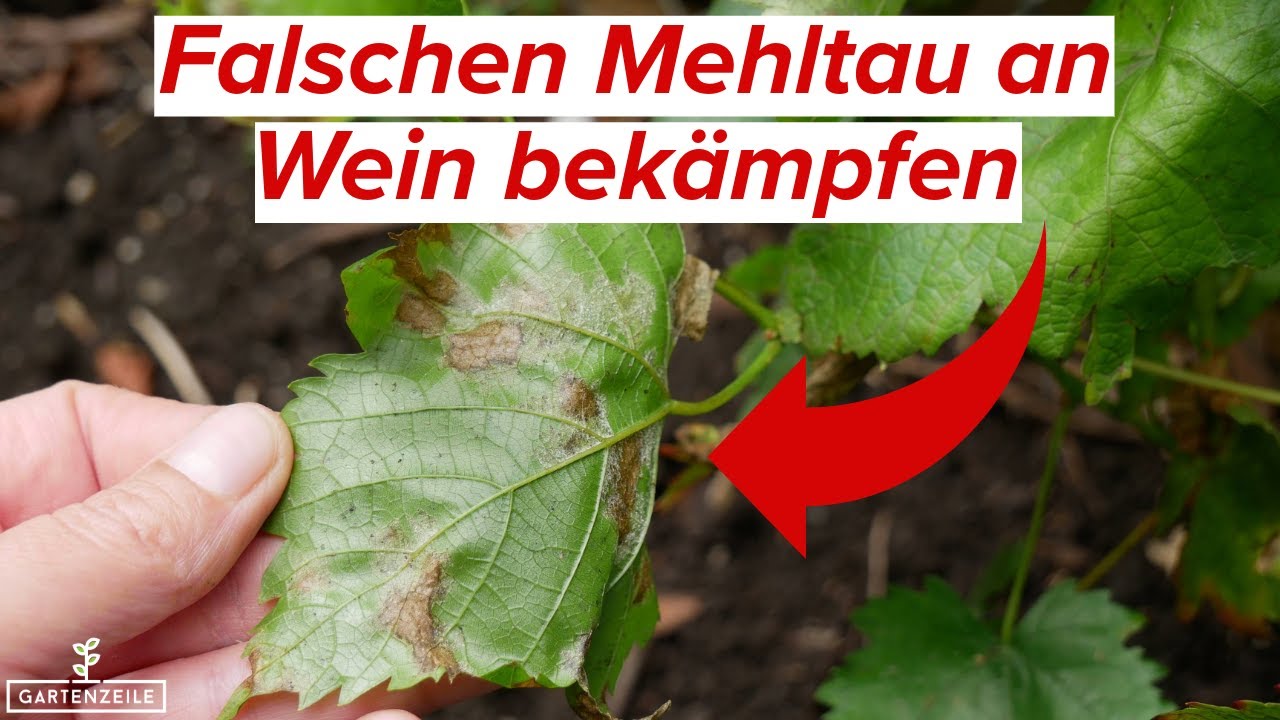 Falscher Mehltau an Wein bekämpfen: So einfach gehts!