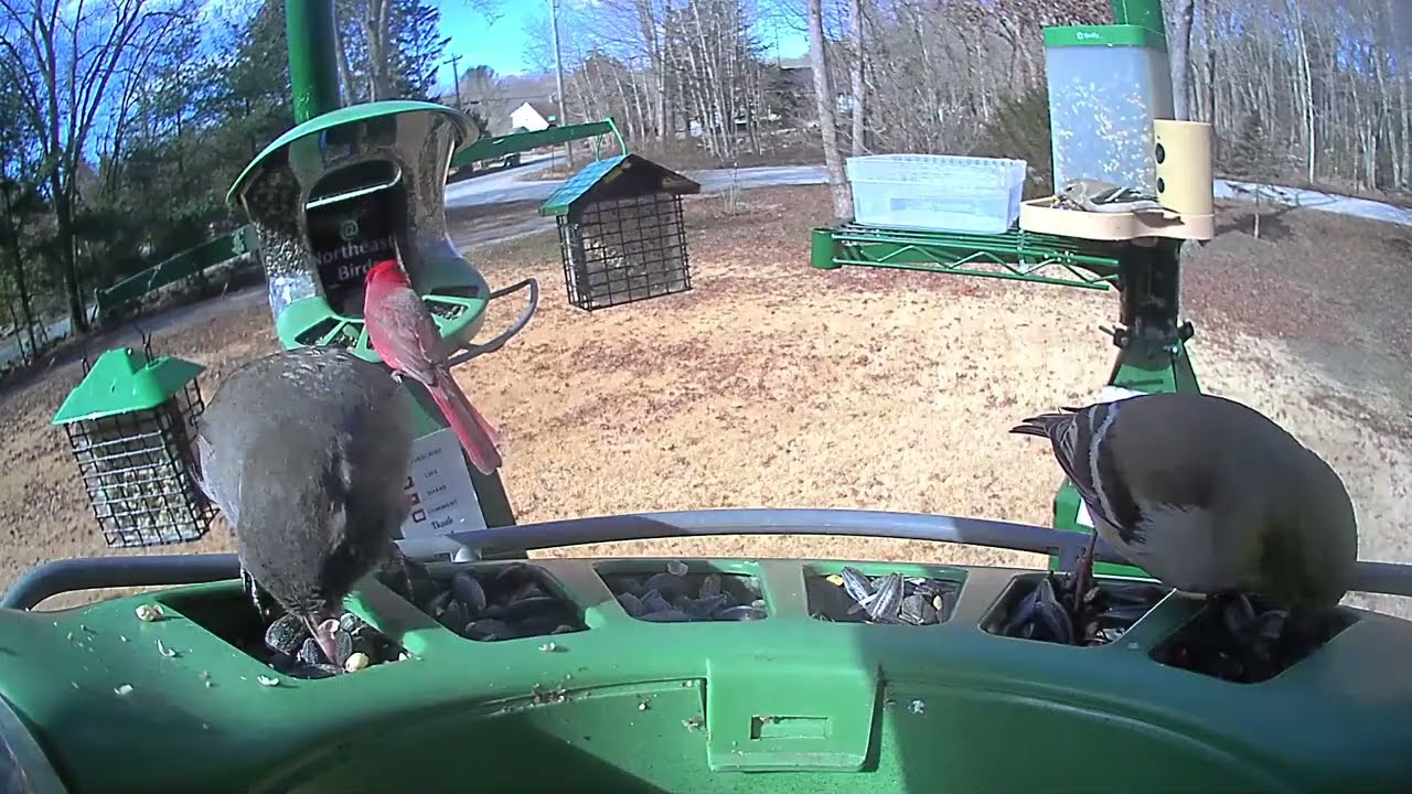Super Triple Feeder Live in New England! Cardinals, Juncos, Finch, Sparrow, Doves Woodpeckers galore