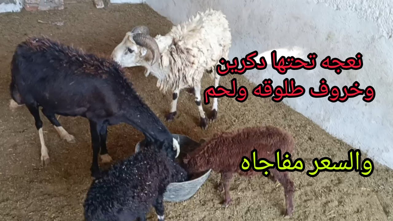 ارخص الاسعار عرض نعجه والده تحتها دكرين وعشر وخروف لحم وطلوقه اليوم ٢٠٢٤/١١/١٧