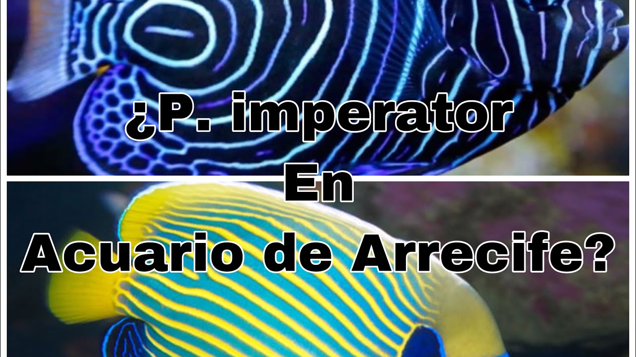 ¿Un imperator en un Acuario de Arrecife? Experiencias de compañeros.